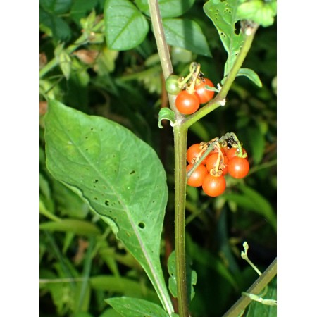 Psianka skrzydlata (Solanum...
