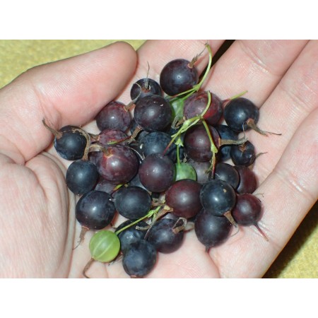 Wild Missouri gooseberry...