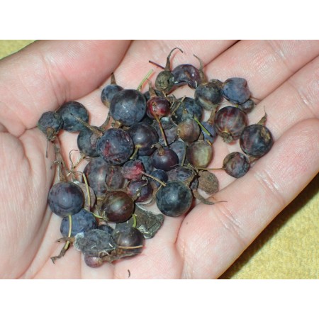 Dziki agrest śnieżny (Ribes...