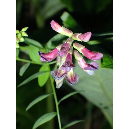 Wyka zaroślowa (Vicia...