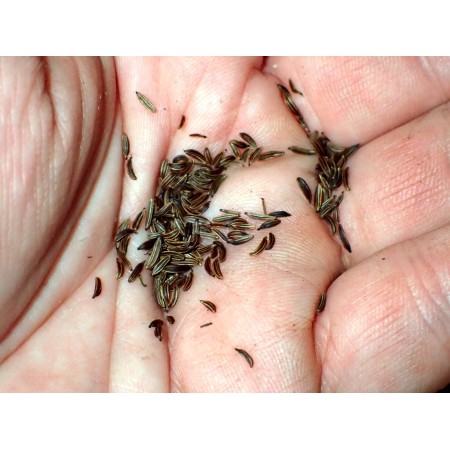White Caraway (Carum...