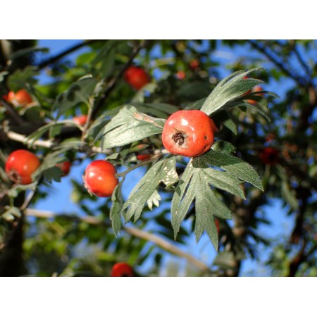 Tansy-leaved Thorn...