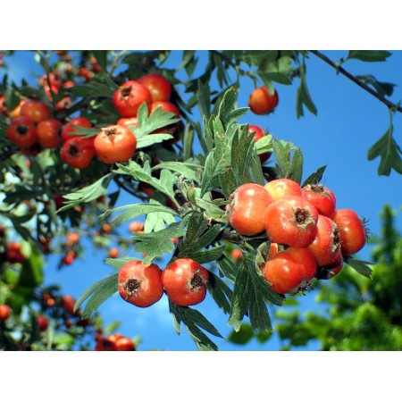 Głóg wschodni (Crataegus...