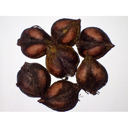 Orzech sercowaty (Juglans...