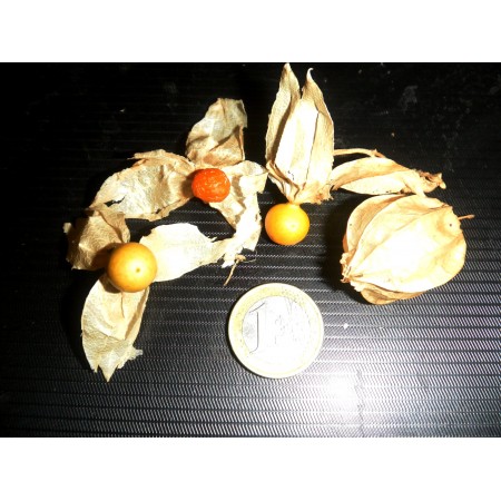 Miechunka gładka (Physalis...