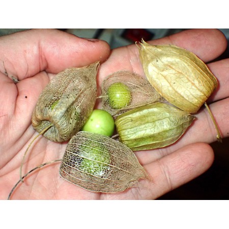 Long-leaf Groundcherry...