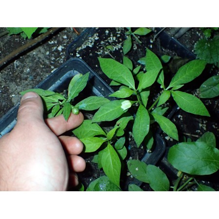 Japanese False Groundcherry...