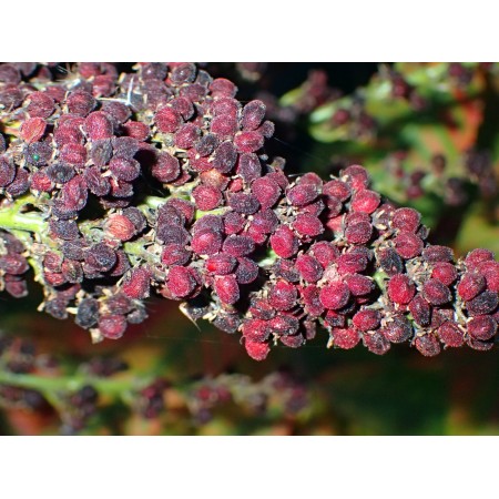 Smooth Sumach (Rhus glabra)...