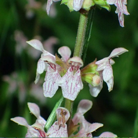 Heart-leaf Hedge-nettle...