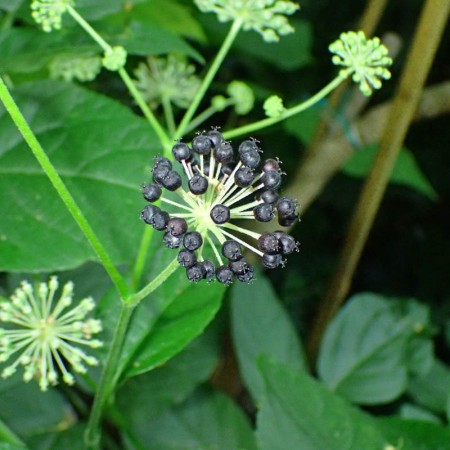 Udo - Aralia cordata -...