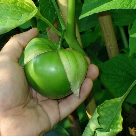 Giant Tomatillo - Physalis...