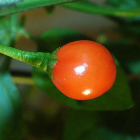 Perennial Chili (wild ex...