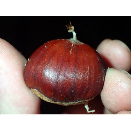 Japanese Sweet Chestnut...