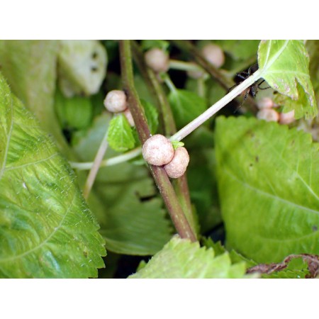 Japanese bulbiferous nettle...