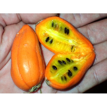 Hybrid of two Tubergourd...