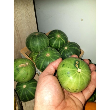 Wild Ozark Gourd (Cucurbita...