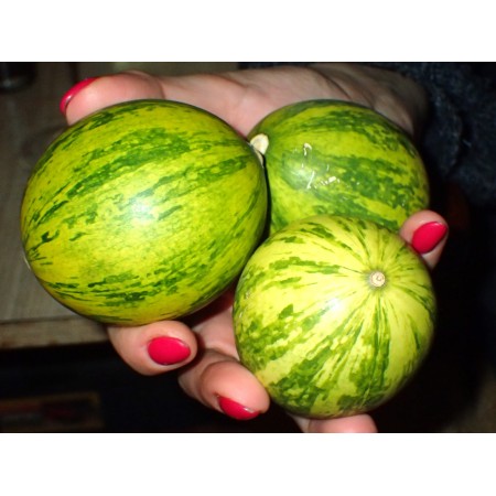 Wild perennial gourd,...