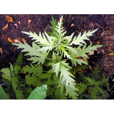 Siberian Nettle (Urtica...