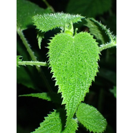 Himalayan Nettle, Bichhu...