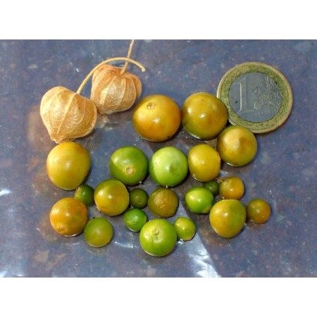 Clammy Groundcherry...