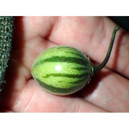 Mrozoodporny pomidor...