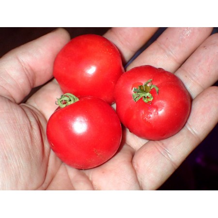 Tomato 'Ancestor' -...