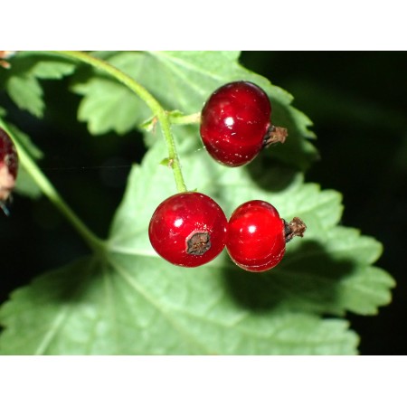 Palczewsky's Currant (Ribes...