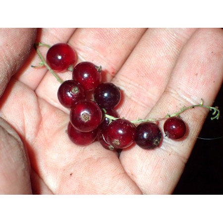 Siberian Currant of...