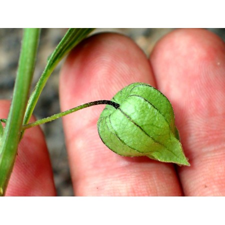 Virginia Groundcherry...
