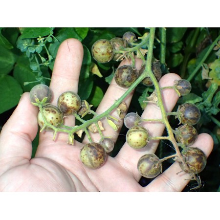 Tomato 'Ugly Boy' -...