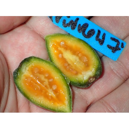 Mrozoodporny pomidor...