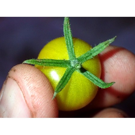 Pomidor 'Jan 2' - (Solanum...
