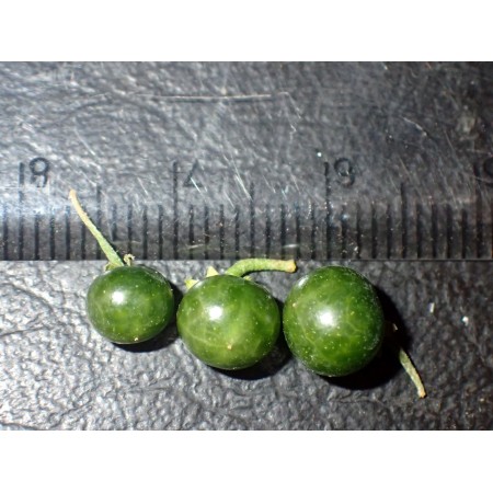 Mieszaniec psianek (Solanum...