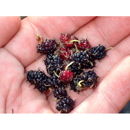 Dwarf Mulberry (Morus...