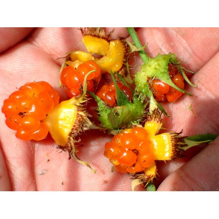 Chinese yellow raspberry...