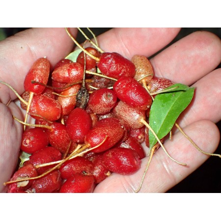 Goumi berry (Elaeagnus...