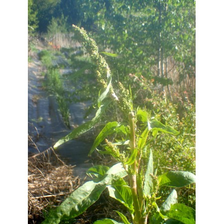 Monk's rhubarb (Rumex...