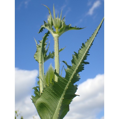 Cutleaf Teasel (Dipsacus...