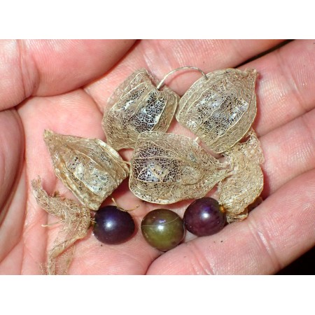 Dwarf Groundcherry...