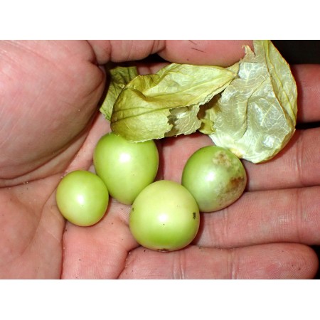 Groundcherry species'...