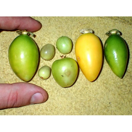 Groundcherry species'...