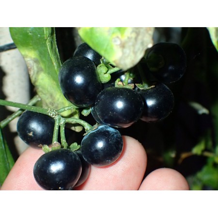 Garden Huckleberry (Solanum...