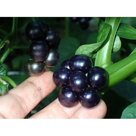 Psianka jagodowa (Solanum...