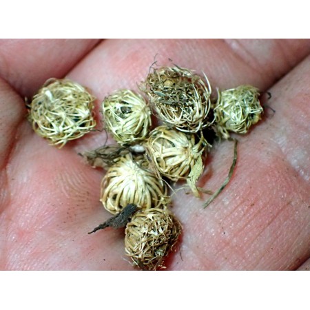 Koniczyna podziemna...