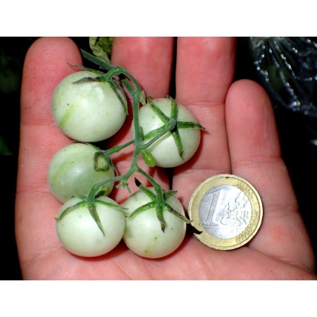 Wild Peruvian Tomato -...