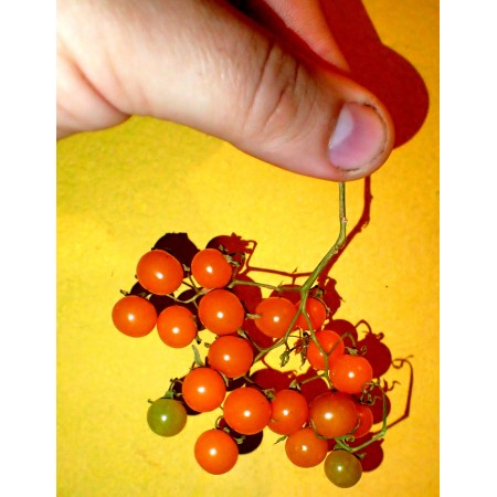 Wild Galapagos Tomato...