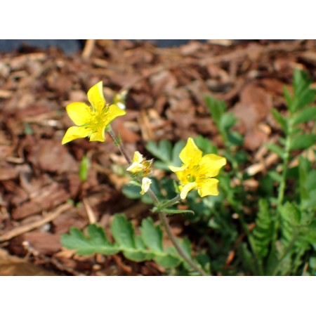 Clove oil plant (Coluria...