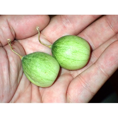 Dziki melon (cucumis melo...