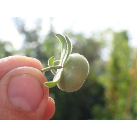 Wild Tomato (Lycopersicon...