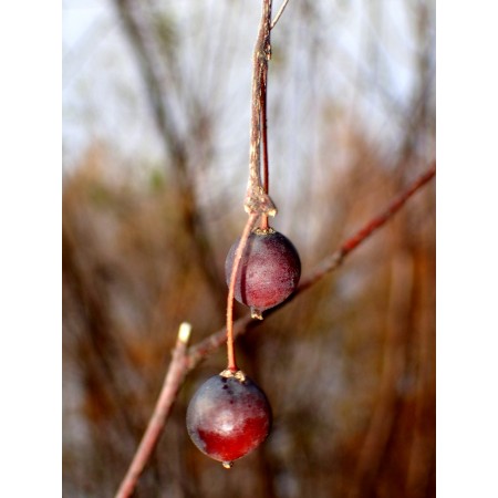 Chinese Hackberry (Celtis...